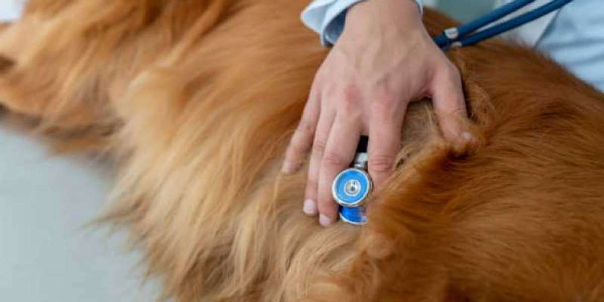 Radiografía para mascotas