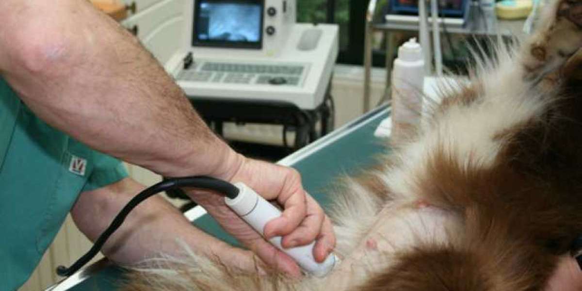 Ecocardiografía veterinaria para tu mascota