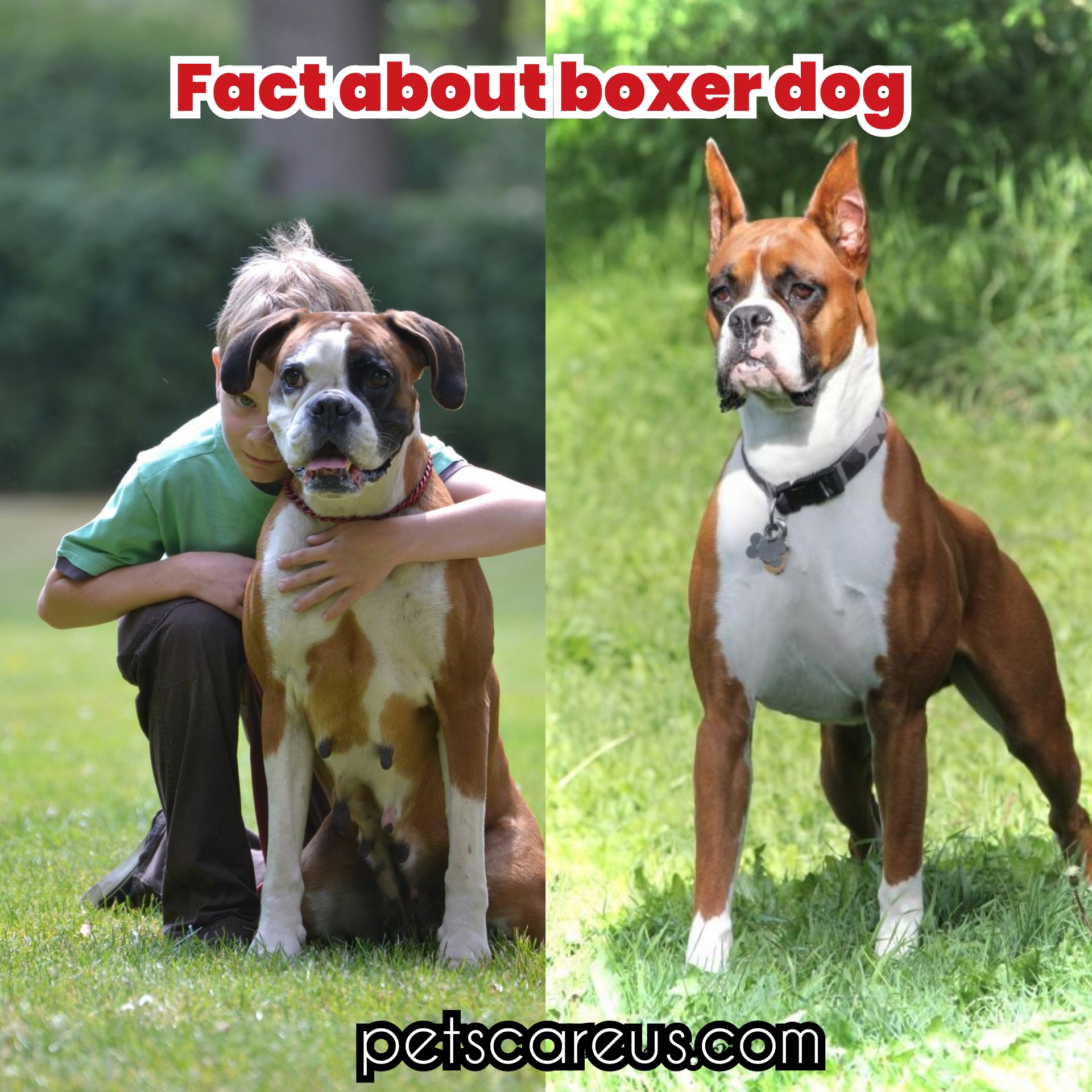 10 facts about boxer dogs, " boxer dog" - PETS CARE US